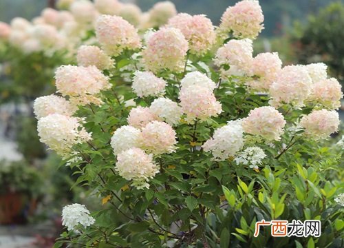 不同颜色绣球花寓意和象征意义 蓝色绣球花花语是什么意思