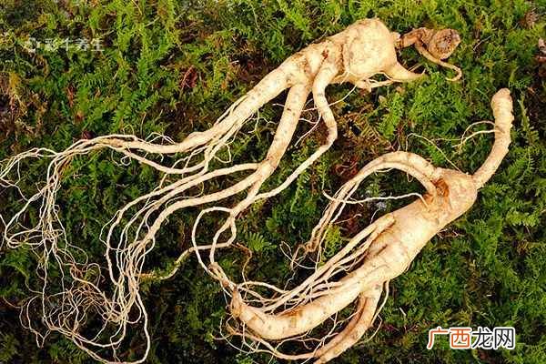 参花的功效与作用