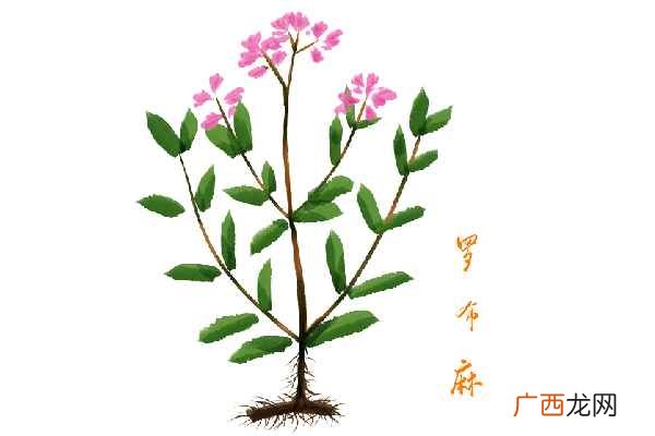 罗布麻的功效与作用和副作用