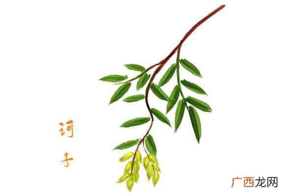诃子的功效与作用是怎样的