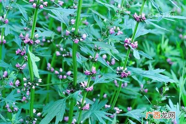 益母草的功效与作用及禁忌