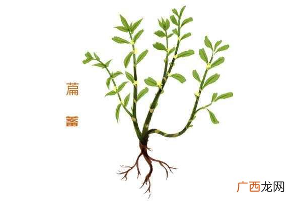 萹蓄的功效与作用