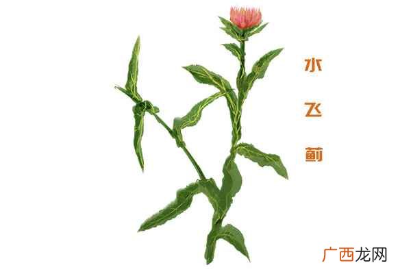 水飞蓟的功效与作用有哪些