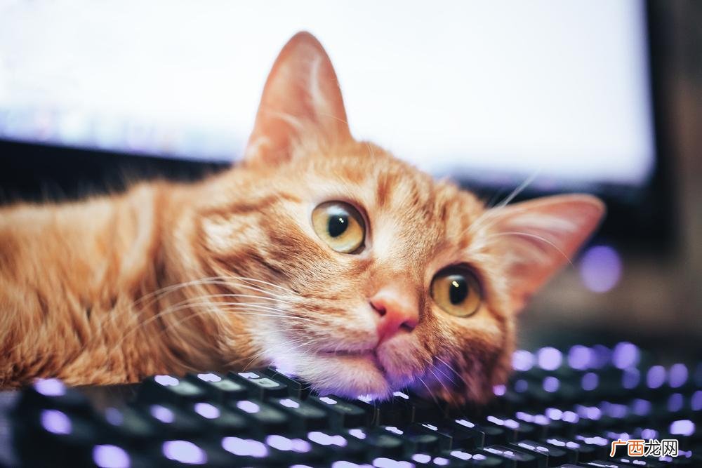 猫咪眼中的世界是什么样子 猫能看见什么颜色
