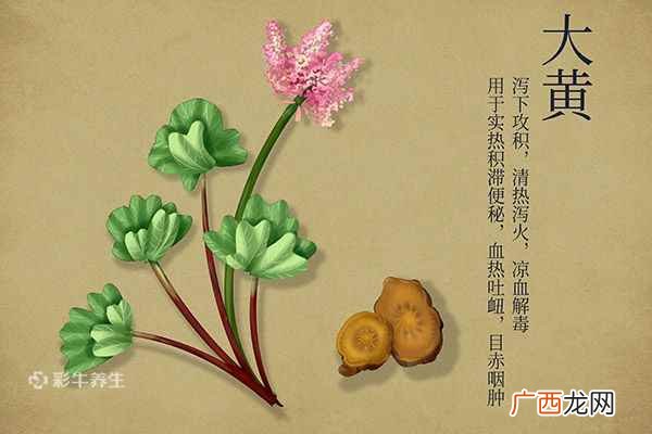 大黄的功效与作用及禁忌