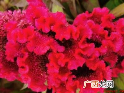 鸡冠花怎么吃的具体操作步骤 鸡冠花怎么吃