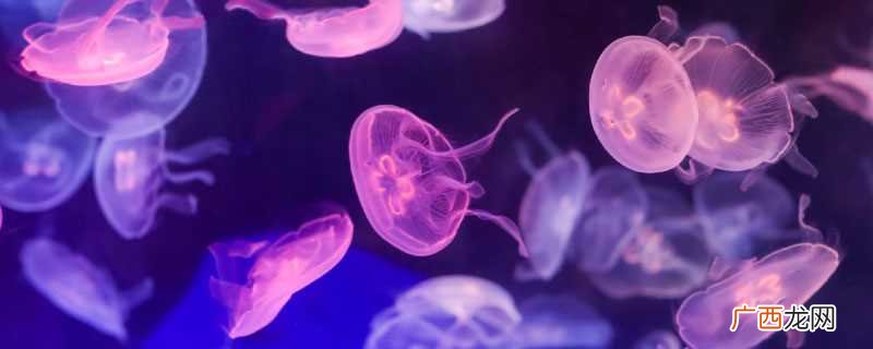 水母的美好寓意有快乐、自由、热爱生活、无忧无虑等