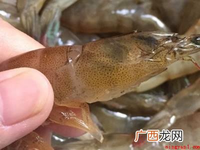 罗氏虾怎么挑虾线的具体操作步骤 罗氏虾怎么挑虾线