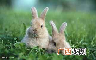 属兔的人2013年整体运势 2022年 2011年出生的今年几岁