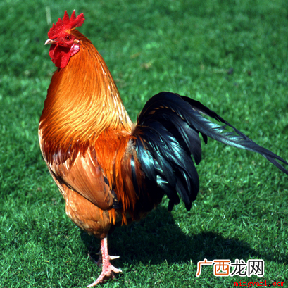 鸡日落西山一片红是鸡生肖 日落西山一片红代表什么生肖？