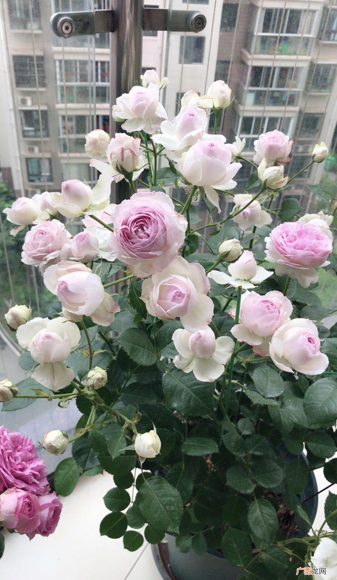 灌木状月季维萨里值得养在阳台 维萨里月季花优缺点