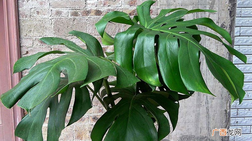8种植物最招财 家里客厅放什么绿植比较好风水