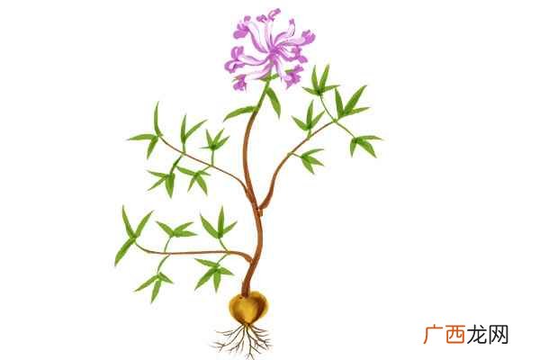 众多中药中的“最”有哪些 中药药材的药性