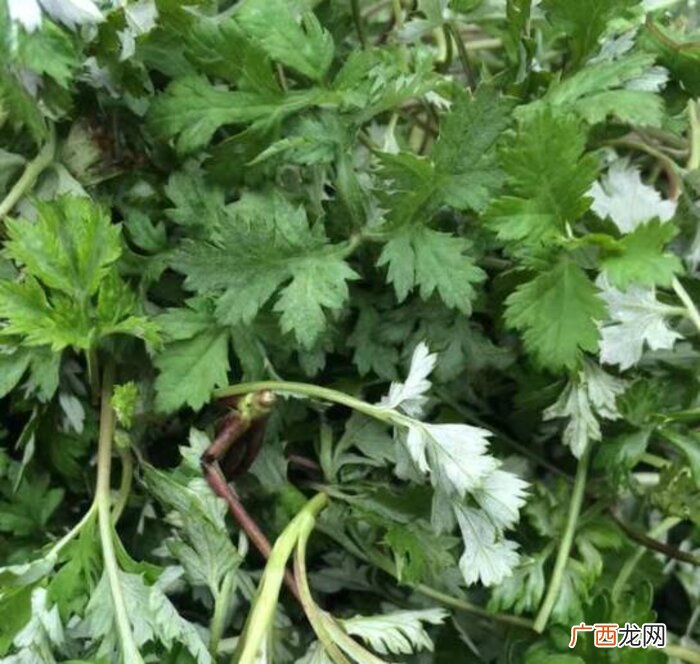 煮艾叶放小苏打起什么作用 煮艾叶用小苏打还是碱好
