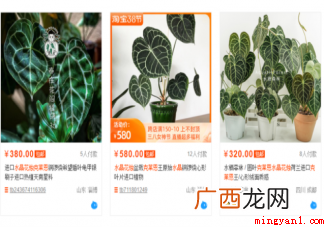 年轻人为什么爱上玩植物