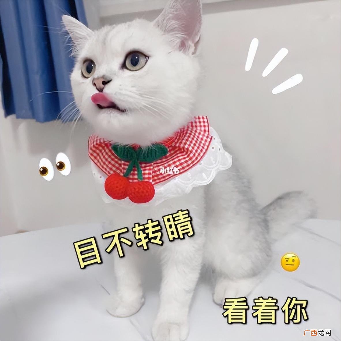 了解它的缺点，让你避雷 银渐层猫的优缺点有哪些