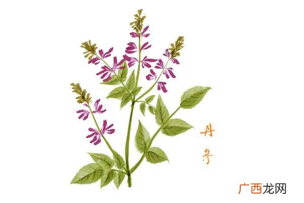 丹参的功效与作用 丹参的功效与作用禁忌