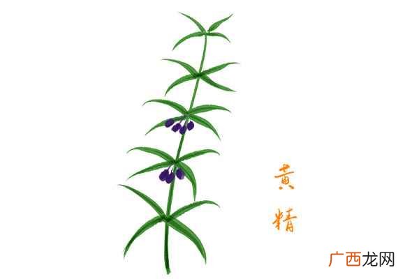 黄精泡水喝的功效有哪些