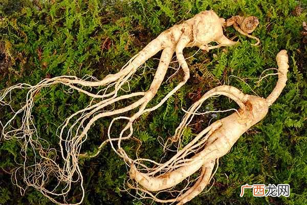 人参的功效与作用吃法有哪些