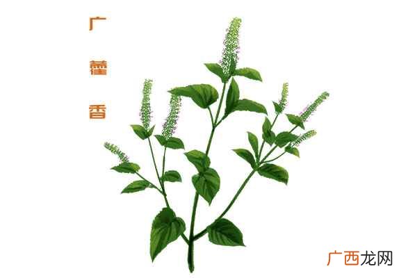 广藿香的功效与作用