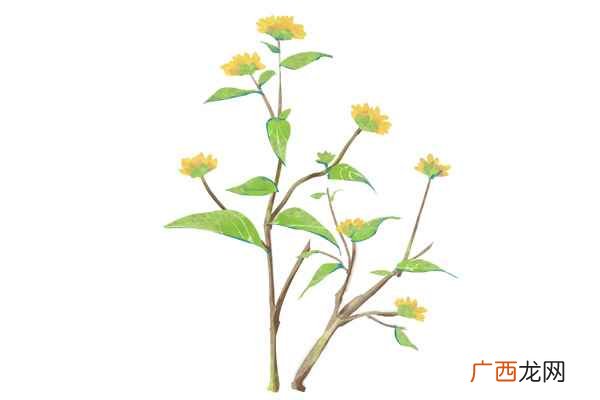 旋覆花的功效与作用