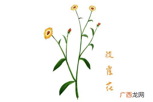 旋覆花的功效与作用