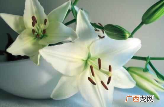 新鲜百合的味道为什么是苦的 百合是什么味道的