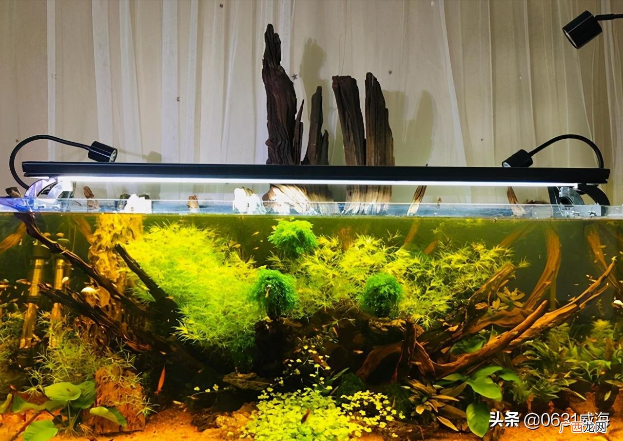 为什么阴性水草容易养殖 最好养的阴性水草有哪些