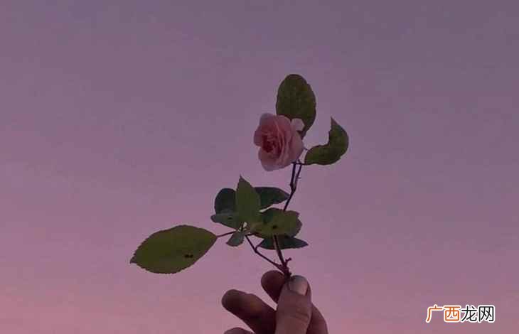 敬爱的意思