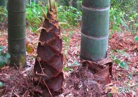 吃竹笋过敏怎么办