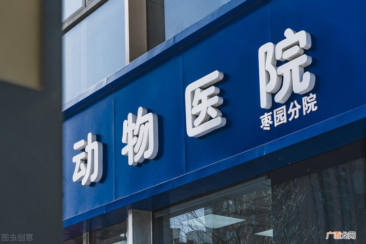 猫奴须知：如何判断猫咪得了猫鼻支  如何鉴别是不是猫鼻支