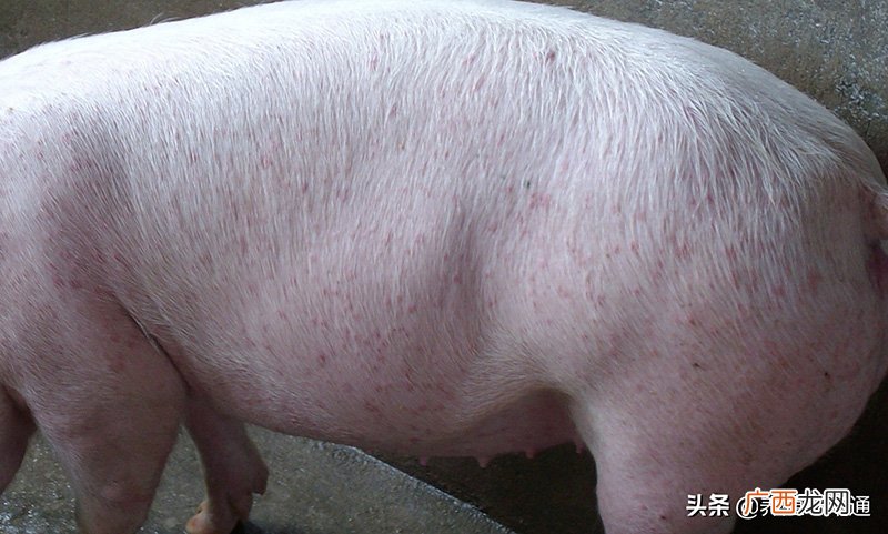 猪全身发红是什么病打什么药 猪身上长红疙瘩怎样治用什么药