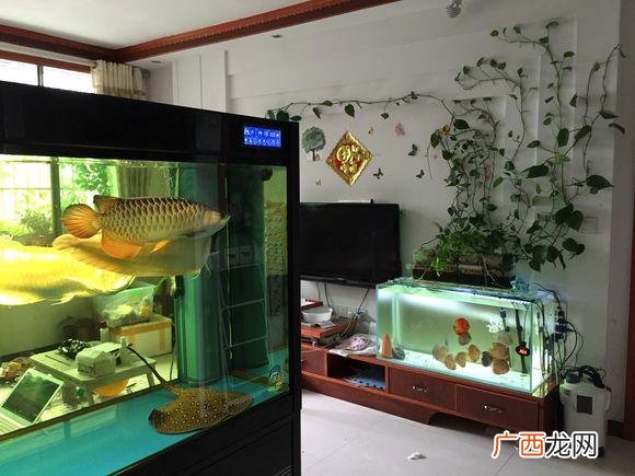 家庭鱼缸旺财摆放位置 金鱼缸摆放在家里什么位置好
