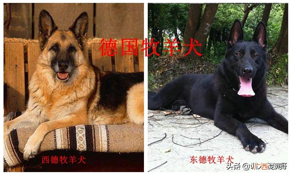 牧羊犬有哪些品种图片 牧羊犬有哪些品种