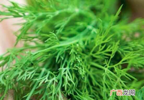 茴香的做法