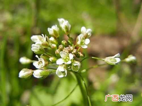 在平时生活中荠菜如果开花的话还可以继续食用吗 荠菜花能吃吗