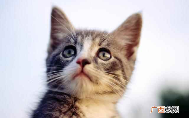 猫咪体内驱虫的注意事项 猫咪体内驱虫多久一次