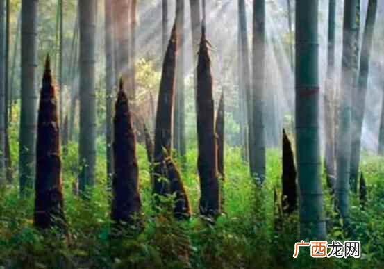 吃竹笋的时候要注意哪些事项这样可以帮助我们更好的摄取营养 吃竹笋的注意事项