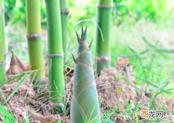 这类人最好不要多吃竹笋 吃竹笋可以减肥吗