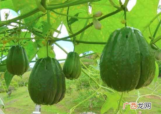 佛手瓜的营养价值和鲜嫩口感受到了人们的一致好评 吃佛手瓜的注意事项