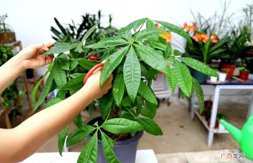 发财树黄叶脱落怎样挽救 盆栽发财树叶子发黄脱落怎样挽救