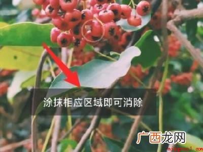 演示机型:Iphone 12 醒图可以去水印吗