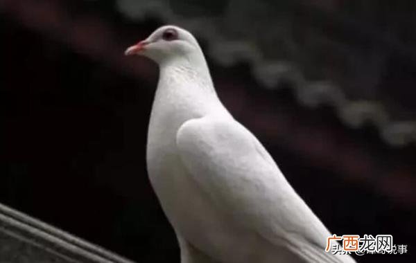 第一次纹身必须知道的 鸽子血纹身真的隐形么