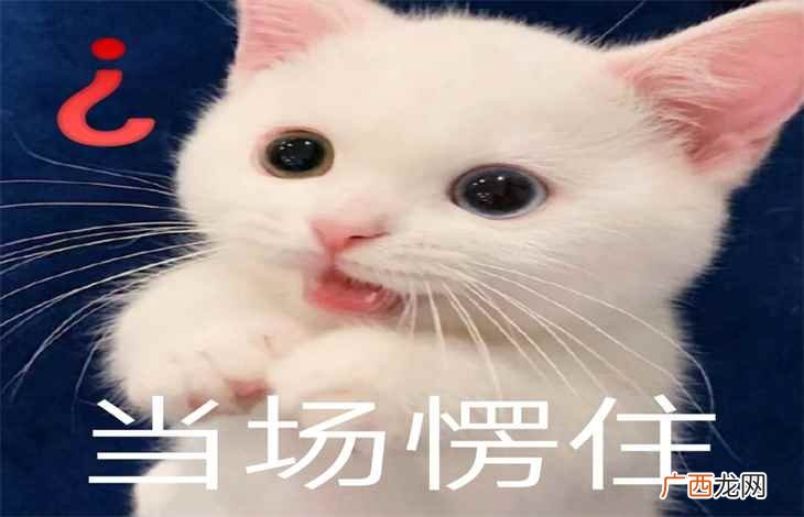 网络用语kdl指的是磕到了的意思 kdl网络语