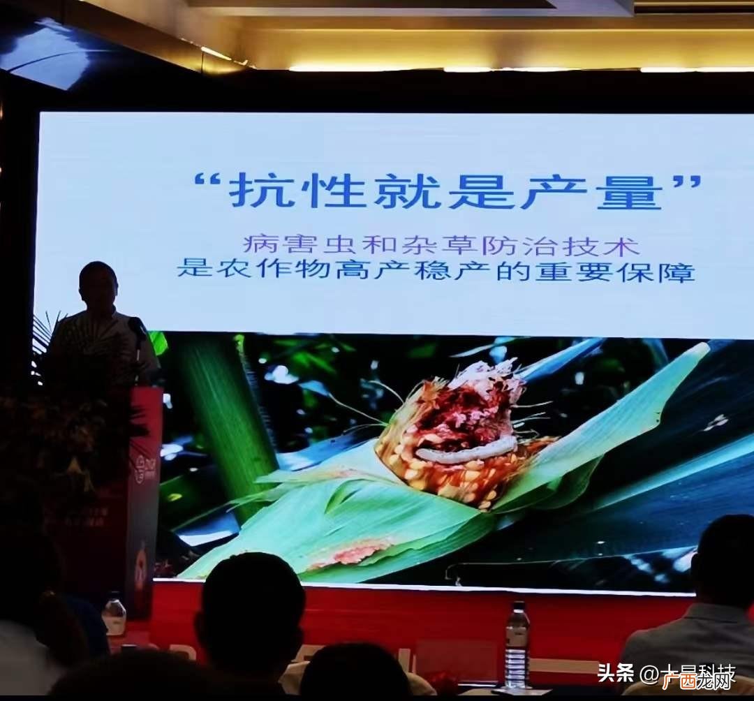 区别在于这8个字 玉米品种哪个好
