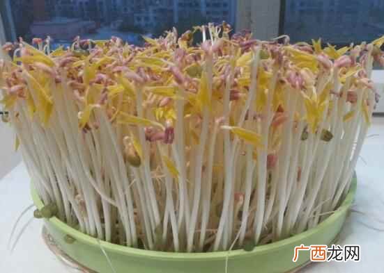 具体绿豆芽如何发比较好 绿豆芽怎么发