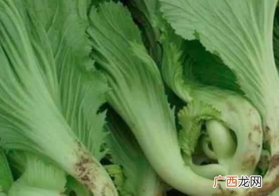芥菜不能和什么在一起吃 吃芥菜的注意事项