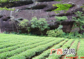 世界茶树发源地的核心地区在哪个地方