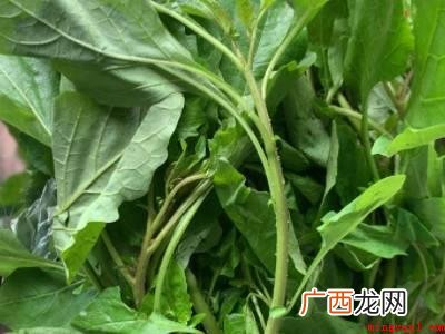 龙葵怎么吃的具体操作步骤 龙葵怎么吃