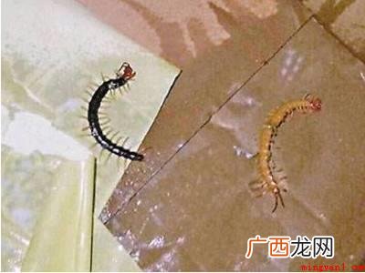家里面有蜈蚣怎么才能去除啊